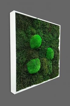Obraz z mchu leśnego kulistego oraz płaskiego „Kwadrat”