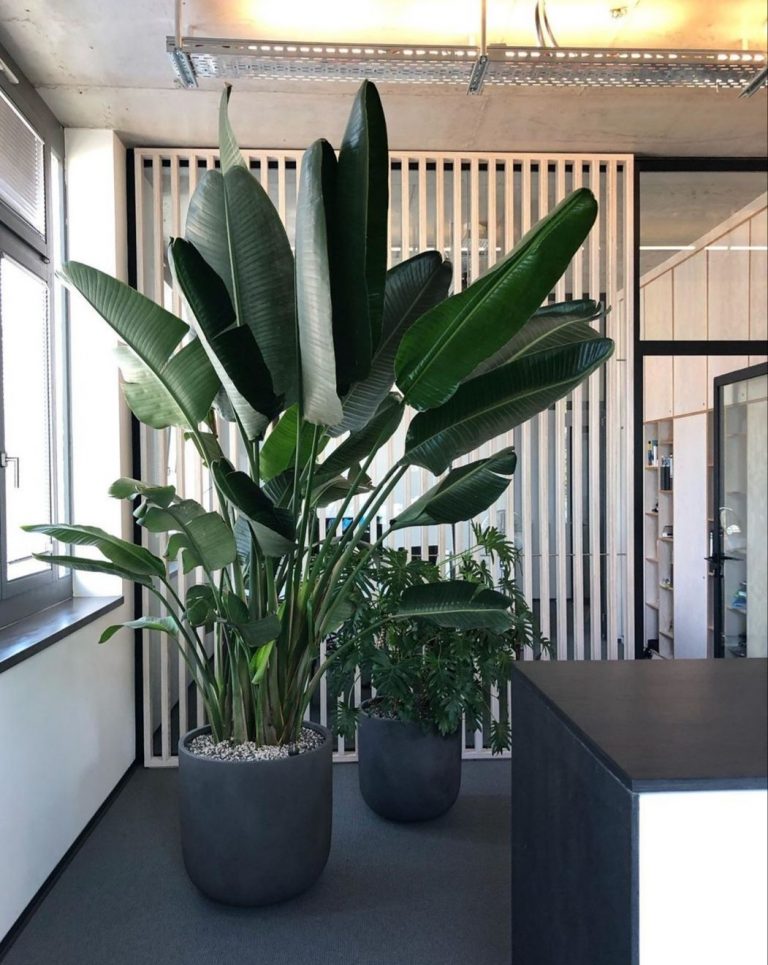 Rośliny w biurze