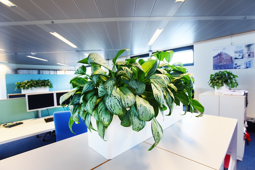 roślina w biurze